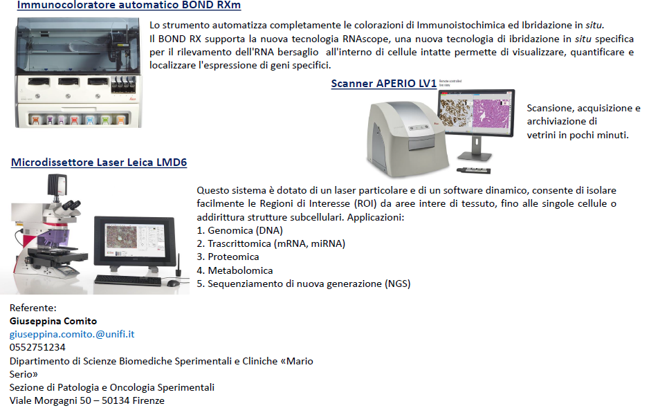 istomorfologia2